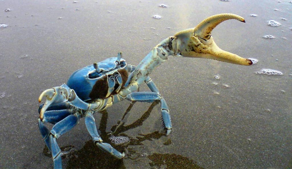 Lago de Maracaibo registra sobreproducción de cangrejo azul: Entérese por qué | Red Radio ®