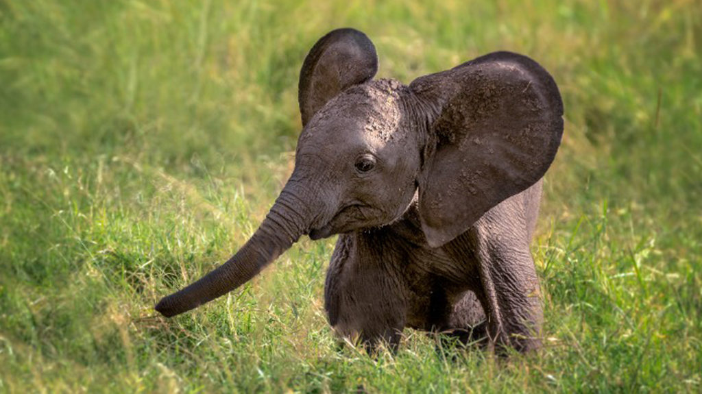 Evolución para sobrevivir: Elefantes nacen sin colmillos | Red Radio ®