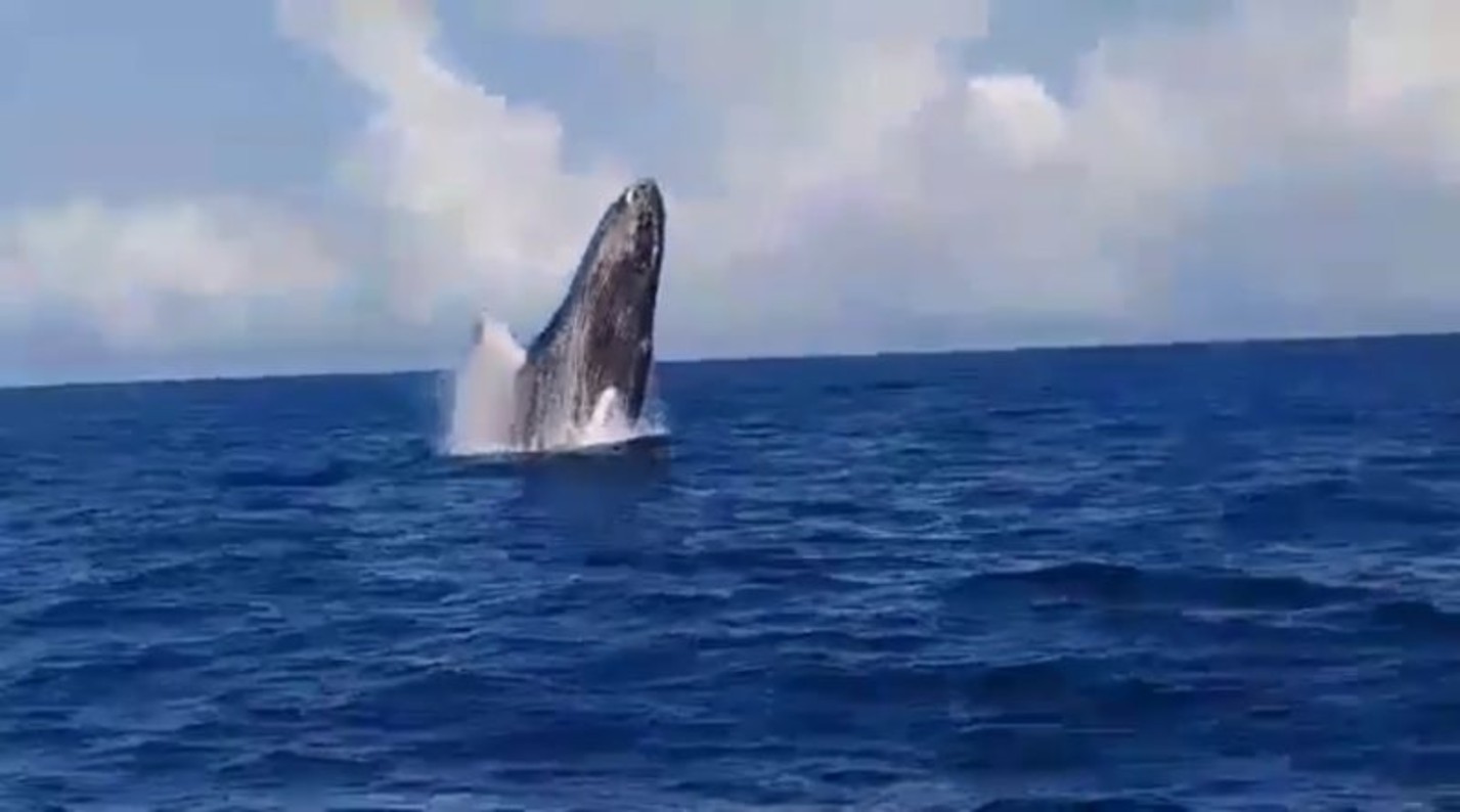 ballenas aragua
