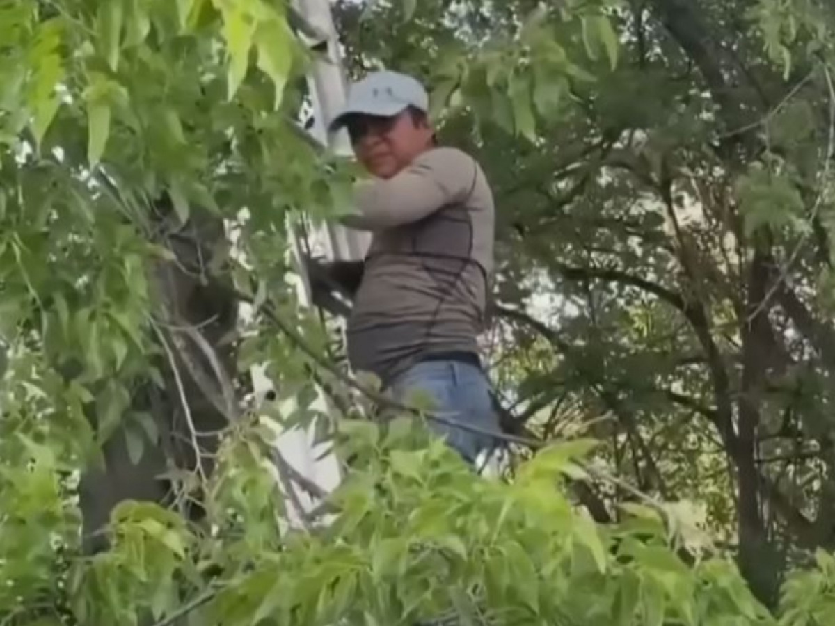 deportado
