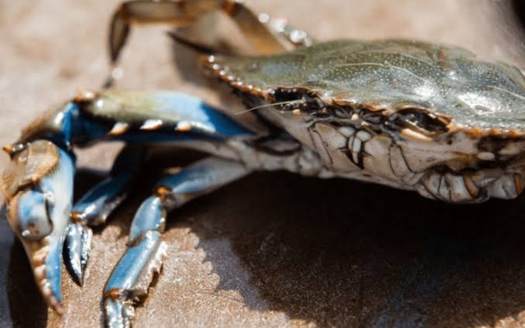 25 mil empleos directos e indirectos genera la pesca del Cangrejo Azul en el Zulia