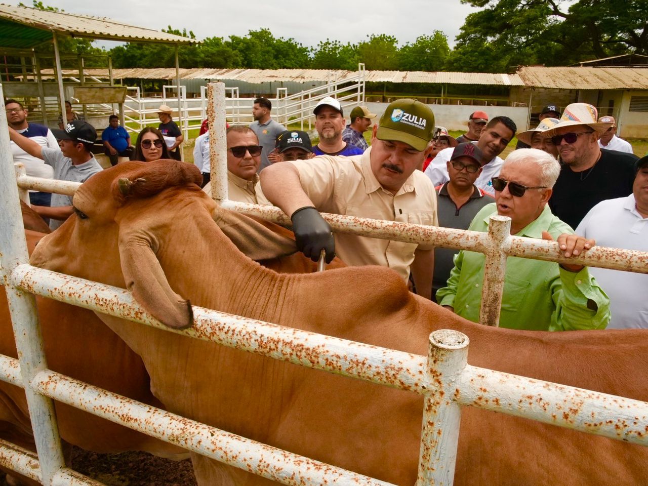 Inició en el Zulia segundo ciclo de vacunación antiaftosa con 83.000 dosis